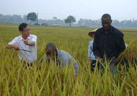 Nâng cao hiệu quả hợp tác nông nghiệp Việt Nam - châu Phi